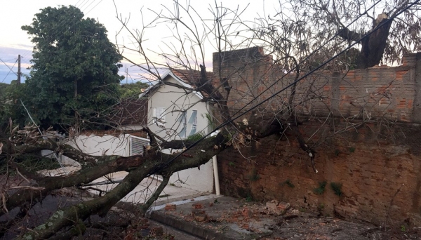 Árvore seca cai sobre a via pública nas proximidades do Lar dos Velhos (Foto: Siga Mais).