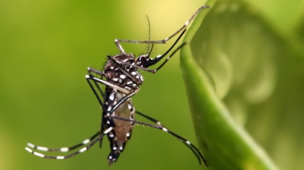 Mosquito Aedes aegypti, transmissor da dengue (USP Imagens).