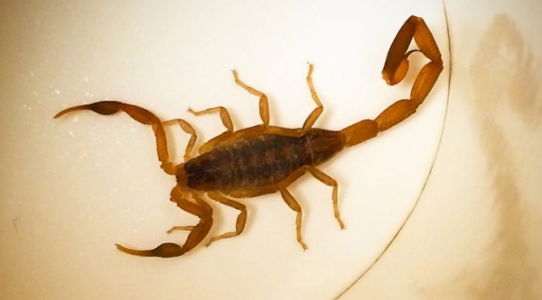 Ano passado, os bairros que mais solicitaram atendimento ao Controle de Vetores foram Centro, Jardim Brasil, Vila Jamil de Lima, Jardim das Acácias e Conjunto Habitacional Mário Covas (USP Imagens).