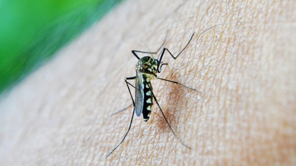 Aedes aegypti, mosquito transmissor da dengue, chikungunya e zika (Pixabay).