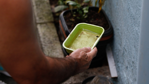 Pote com agua parada vira criadouro do mosquito da dengue (Imagem ilustrativa: Fernando Frazao/Agencia Brasil).
