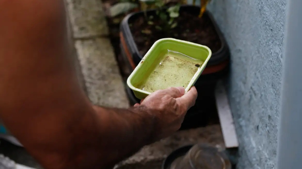 Mosquito da dengue procria em locais com agua parada (Fernando Frazao/Agencia Brasil).