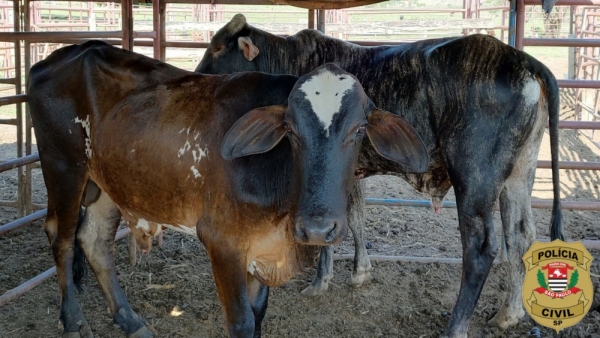 Dois dos três animais furtado, recuperados pela Polícia Civil (Cedida/PC).