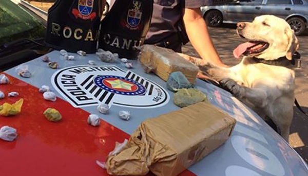 Cães auxiliaram a PolÃcia Militar de Adamantina na localização de drogas a prisão de traficantes (Foto: Cedida/PM).