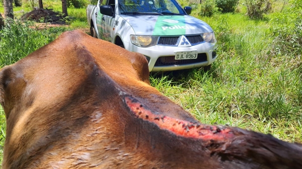 Égua prenha era usada para tracionar carroça, fraca e com ferimentos no dorso (Cedida/PM Ambiental).