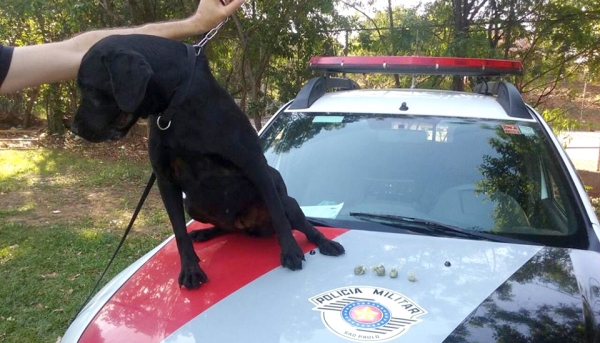 Cão da PM foi empregado para localizar drogas, em área de lazer do bairro Jardim Primavera (Foto: Cedida/PM).