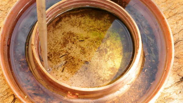 Mosquito Aedes aegypti procria em locais de ?gua parada (Foto: Tony Winston/Ag?ncia Bras?lia).