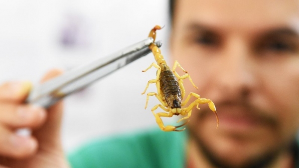 SP tem mais de 24 mil registros neste ano, de acidentes com escorpiões (Foto:Tony Winston/Agência Brasília).