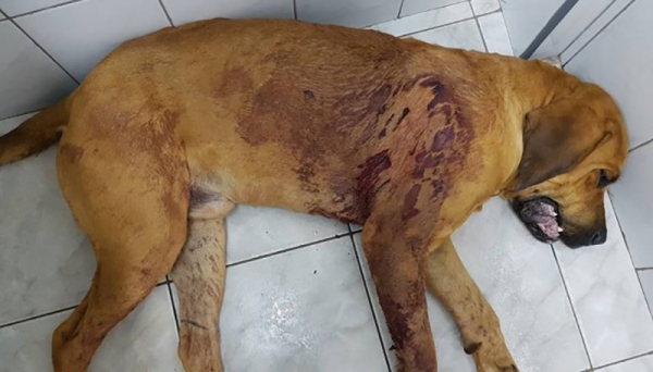 Animal de propriedade rural em Salmourão foi encontrado pelo dono ferido com disparo de arma de fogo (Foto: Veterinário Osvaldo Pontelli / Cedida).