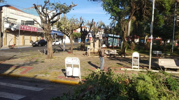 MPSP investiga poda radical de árvores na Praça Arthur Pagnozzi (Divulgação/Prefeitura de Dracena).