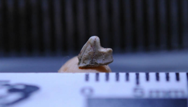 Brasilestes stardusti existiu há mais de 70 milhões de anos no atual Estado de São Paulo. Descrição foi feita a partir de dente fossilizado e publicada na Royal Society Open Science (Foto: Mariela Castro).