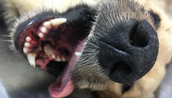 Atendimento realizado na Clinicão foi conduzido pelos médicos veterinários Rafael Judai e Bruna Judai, permitindo a reabilitação da mandíbula do cão (Foto: Cedida/Clinicão).