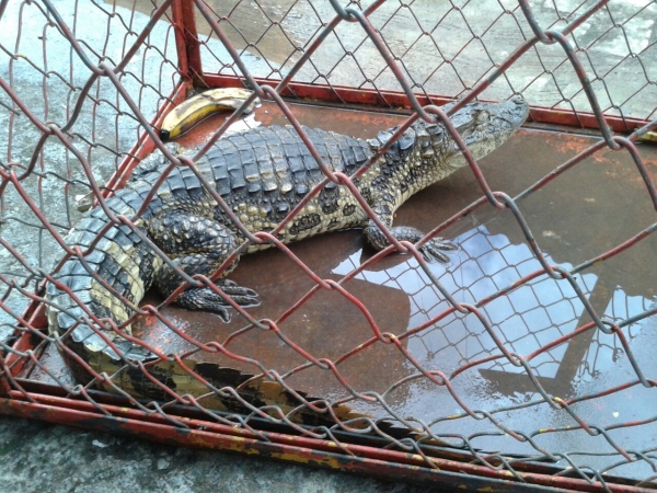Jacaré foi capturado no Jardim Paulista e está nos Bombeiros, aguardando Polícia Ambiental (Foto: Cedida/Bombeiros).