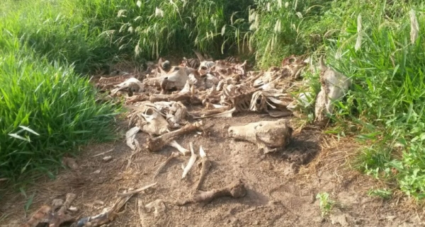 Ossadas de animais, jogadas na área, após o abate (Foto: Cedida/Polícia Civil).