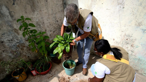 ?gua em vasos com plantas ? um dos criadouros do mosquito da dengue  (Foto: Rodrigo Nunes/MS).