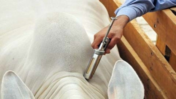 Vacinação contra brucelose bovina deve ser realizada até final de novembro