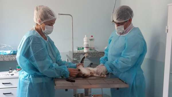 Sagres implanta programa municipal de castração que pode atender até 60 pets por semana
