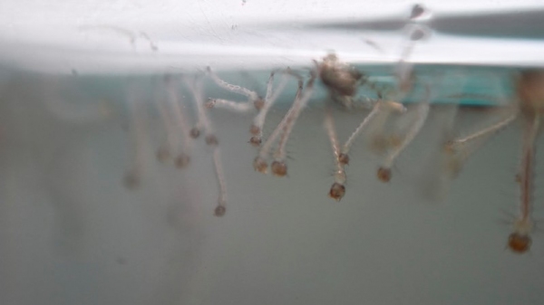Larva do mosquito Aedes aegypti (André Borges/Agência Brasília).