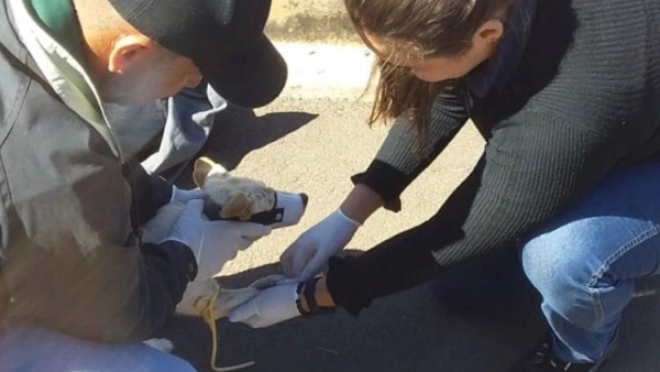 Inquérito canino ocorre, a princípio, na Vila Renó (Divulgação/PM Lucélia).