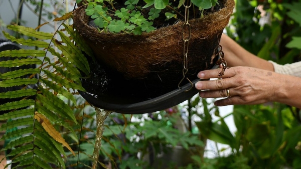 Locais que acumulam água são criadouros do mosquito Aedes aegypti, transmissor da dengue (Foto: Andre Borges/Agência BrasÃlia).