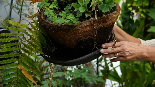 Locais que acumulam água são propícios criadouros do mosquito transmissor da dengue (Foto: André Borges/Agência Brasília).