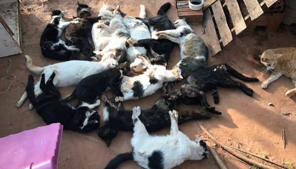 Gatos foram encontrados mortos e polícia vai investigar o caso, de maus tratos e crueldade a animais (Foto: Reprodução/Facebook).