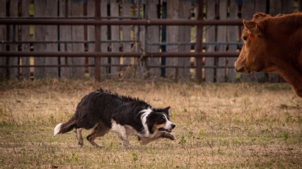 Competição é de pastoreio bovino com cães da raça Border Collie (Imagem Ilustrativa).
