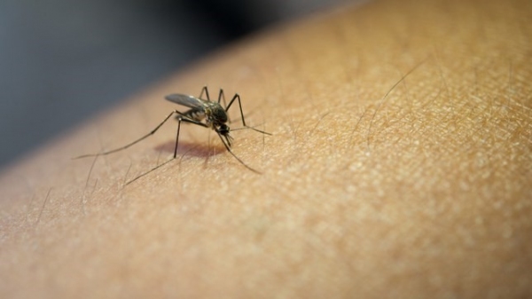 Mosquito transmissor da dengue (Ministério da Saúde).