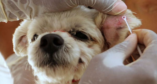 População deve levar os cães para a coleta de sangue (Foto: Ilustração).