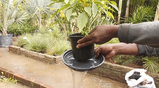 Criadouros da dengue estão em locais como caixa d?água, vaso de planta, piscina e até bebedouros de animais (Foto: Márcio Vieira/SS/TO).
