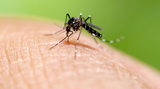 Aedes Aegypti é o mosquito transmissor da dengue e outras doenças (Ilustração).