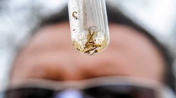 Larva do mosquito Aedes aegypti, transmissor da dengue (Imagem ilustrativa/Paulo H. Carvalho/Agência Brasília).