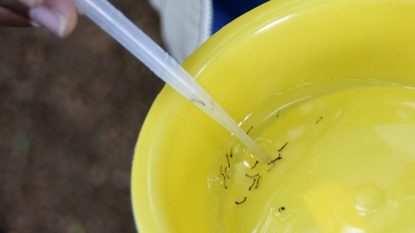Larvas do mosquito Aedes aegypti em ?gua parada (Imagem: Minist?rio da Sa?de).