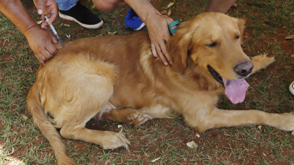 (Imagem ilustrativa: Jhonatan Cantarelle/Agencia Saude-DF).