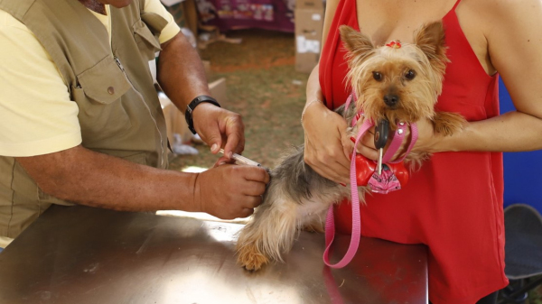 Para a etapa foram disponibilizadas 250 doses (Imagem ilustrativa: Jhonatan Cantarelle/Agencia Saude-DF).