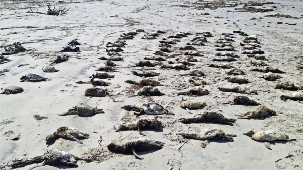 (Imagem: Instituto de Pesquisas Cananeia - IPeC)