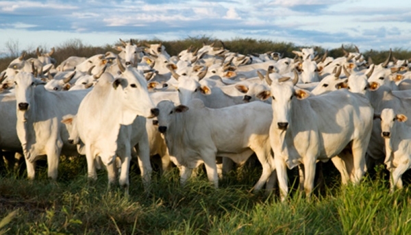 Encontro em Adamantina discute práticas de criação do bovino de corte (Foto: Ilustração).
