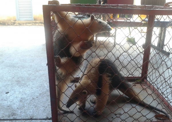 Dois tamanduás foram capturados hoje em Flórida Paulista e Lucélia, pelos Bombeiros de Adamantina (Foto: Cedida).
