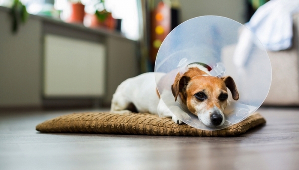 Cuidados com os pets, no pós-cirúrgico, são fundamentais para a boa recuperação (Imagem: Ilustração).