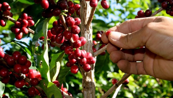 Encontro discute a cadeia produtiva do café Robusta, na Nova Alta Paulista (Ilustração).