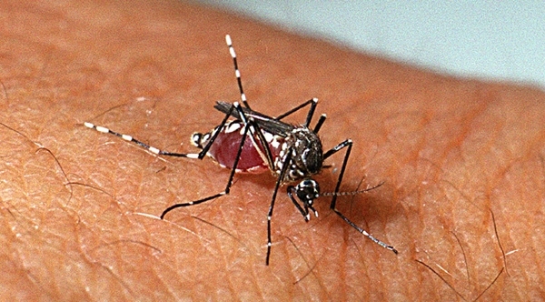 Mosquito Aedes aegypti, transmissor da dengue (Foto: Genilton Vieira/IOC).