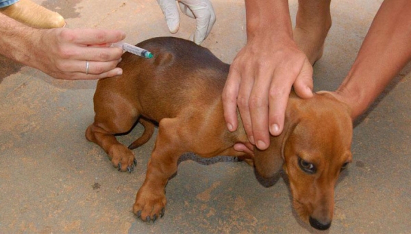 Calendário de vacinação contra a raiva, e coleta de sangue para exames de leishmaniose segue até o dia 3 de setembro (Reprodução).