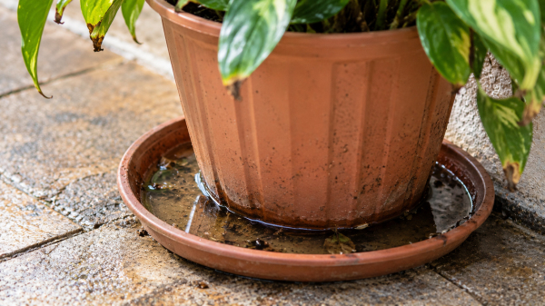 Vaso com agua parada pode se tornar criadouro do mosquito Aedes aegypti (Siga Mais).