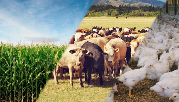 Na pauta, restruturação técnica da agropecuária, polÃticas públicas, comercialização e inspeção sanitária, para fortalecimento da cadeia produtiva na Nova Alta Paulista (Ilustração).