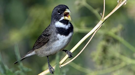 Coleirinho / papa capim, uma das espécies de aves silvestres encontradas com o réu (Ilustração).