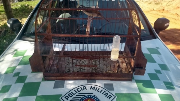 Pássaro Trinca Ferro, anilhado, encontrado com criador que não possuÃa autorização do órgão ambiental competente (Foto: Divulgação/PM Ambiental).