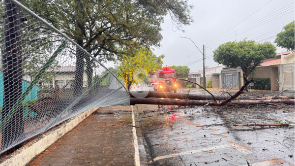 Queda de ?rvore neste sabado, 13 (Siga Mais).