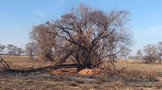 Fogo atingiu mais de 370 hectares, com danos à vegetação nativa, em fazenda no municÃpio de Presidente Bernardes. Usina sucroalcooleira que explora a área foi multada (Fotos: Cedidas/PM Ambiental).