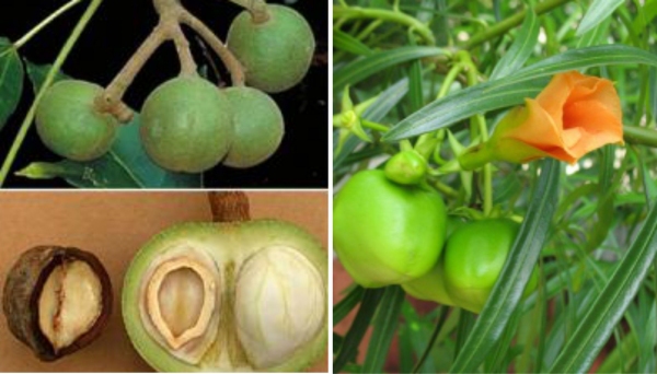 Produtos com Noz da Índia (Aleurites moluccanus) e Chapéu de Napoleão (Thevetia peruviana) têm uso e venda proibidos pela Anvisa (Imagem: Ilustração).