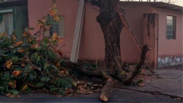 Local onde era realizada a poda (Foto: Pontal News).